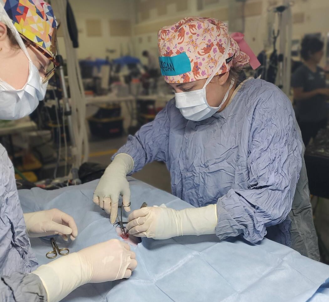 Two veterinarians performing surgery