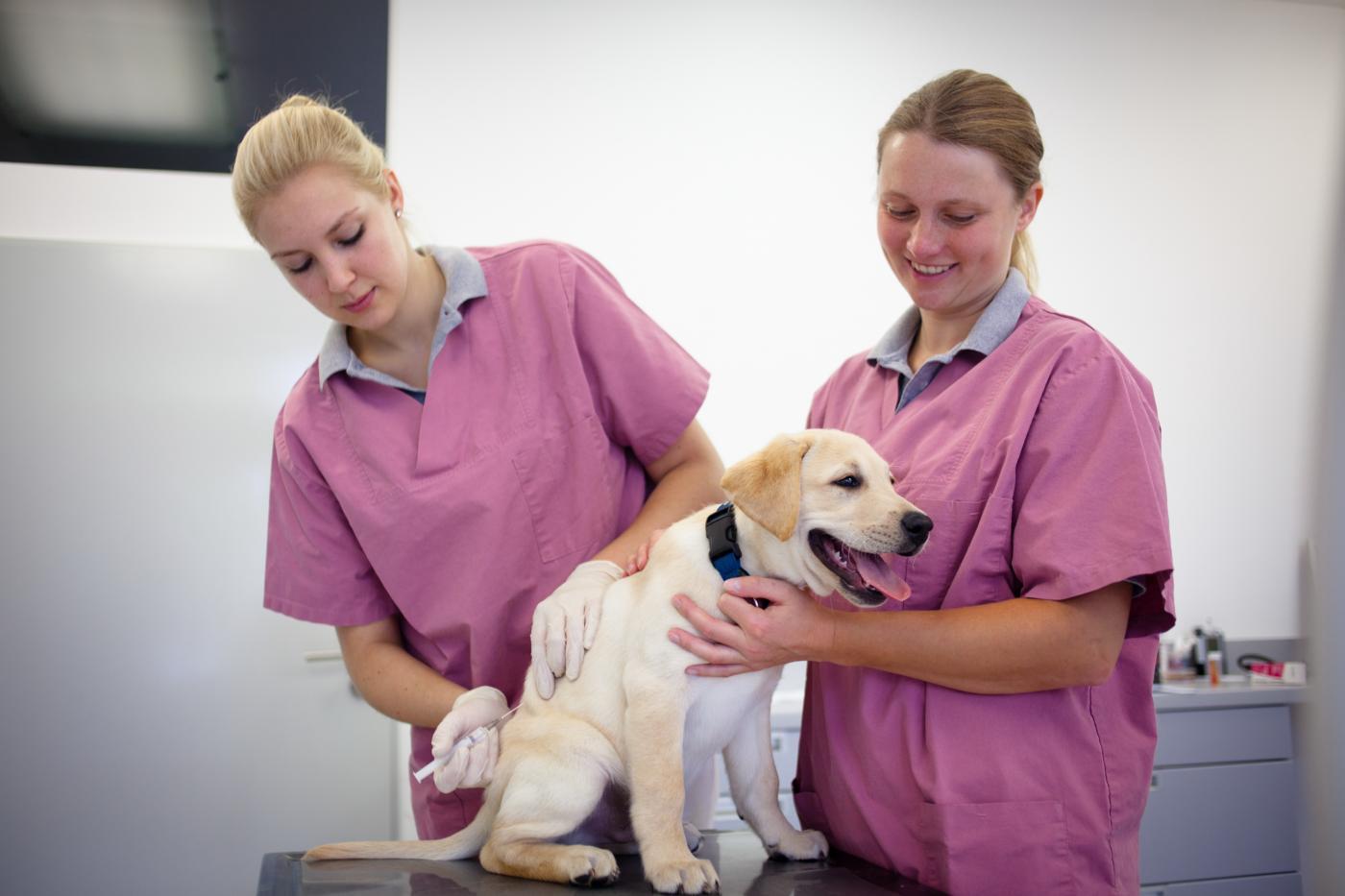Two veterinary professionals in pink scrubs examining a cream colored dog