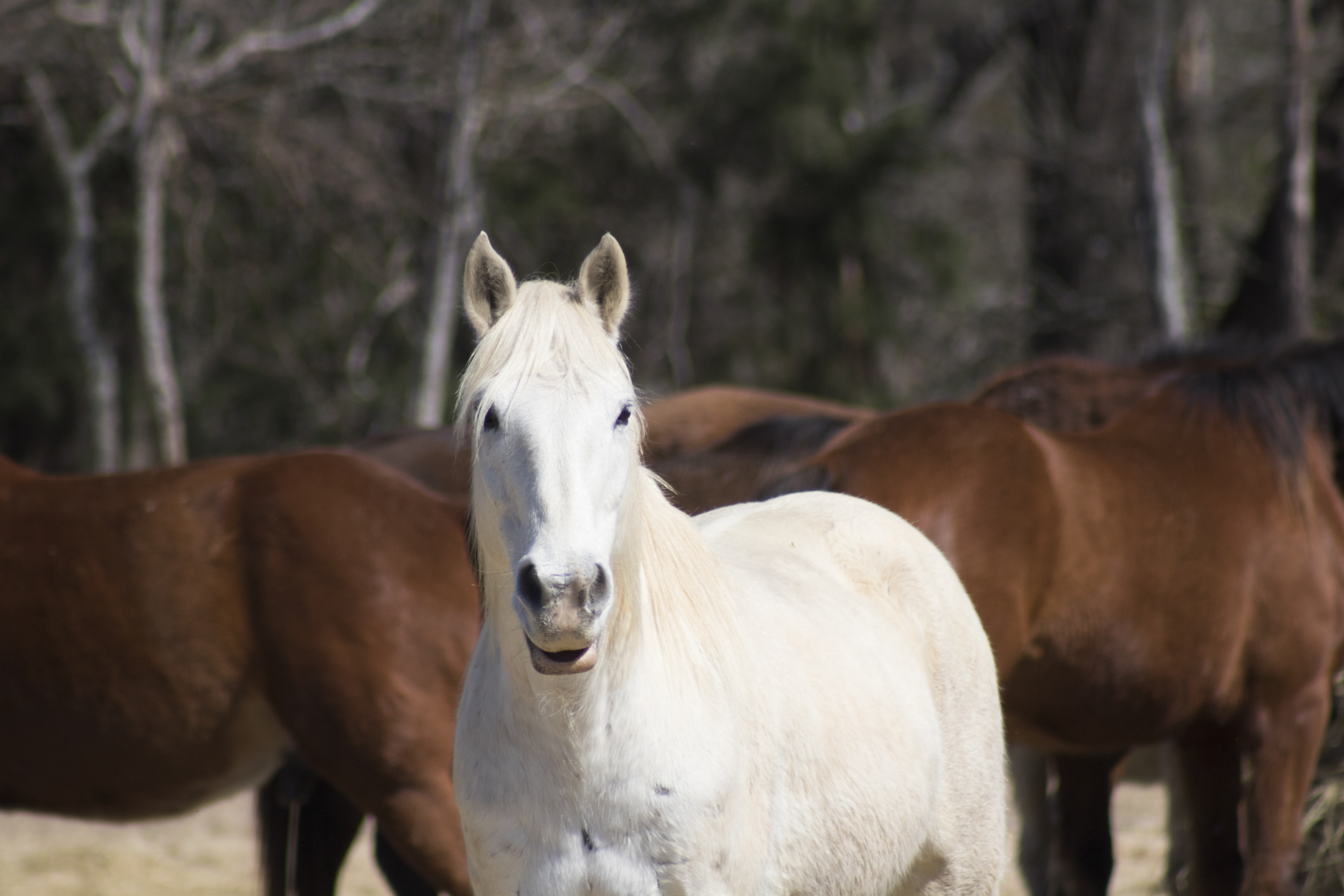 White horse standing in front of several brown horses