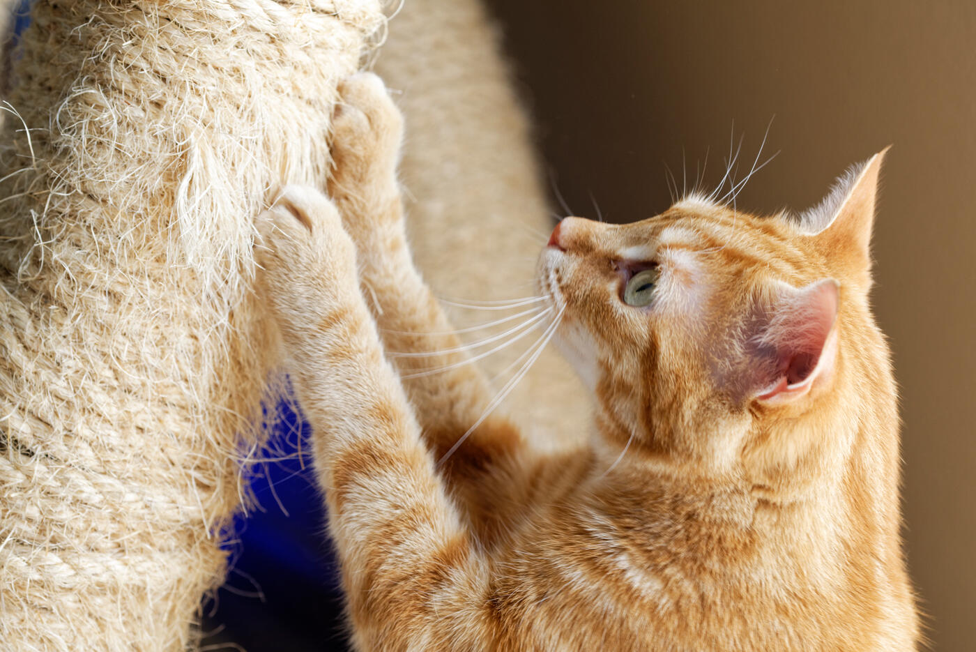 Orange tabby cat scratching a scratching post