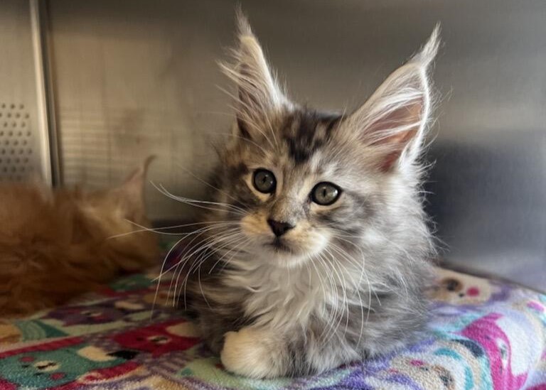 Young cat sitting in a kennel