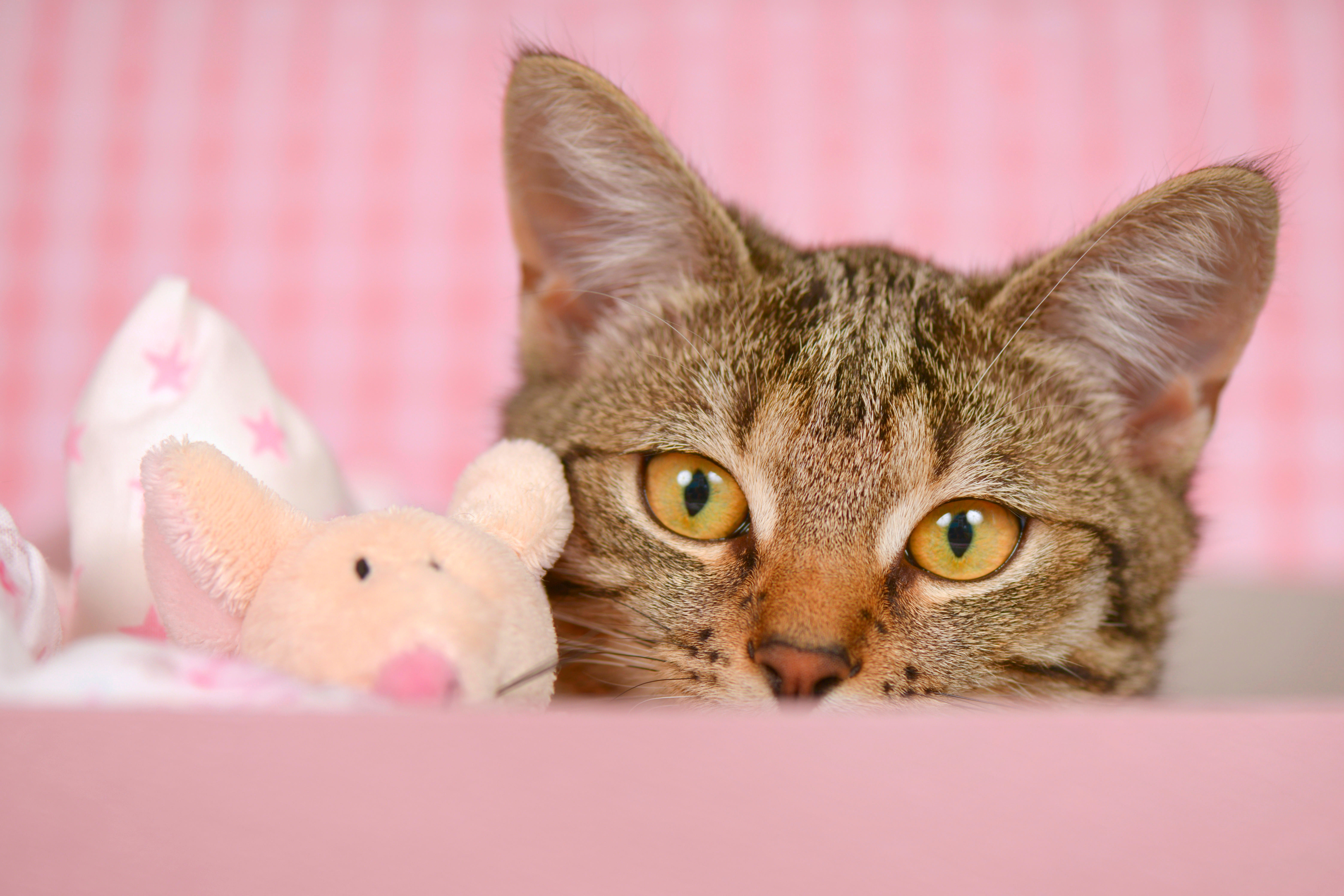Tabby cat peeking out of a pink basket