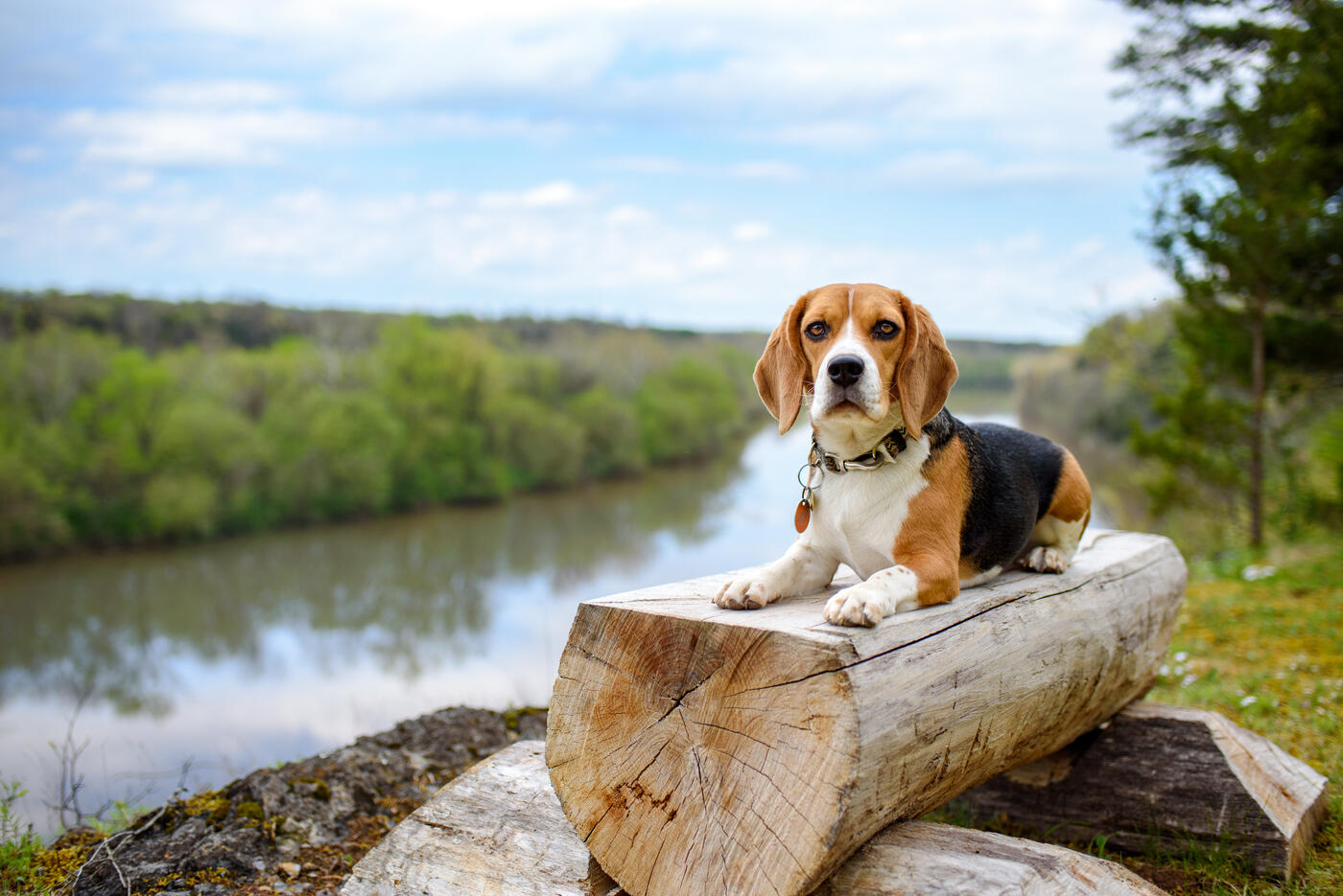 Beagle sitting on a log